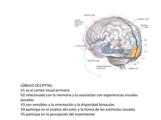 LÓBULO OCCIPITAL:
V1 es el cortex visual primario
V2 relacionado con la memoria y la asociación con experiencias visuales
pasadas
V3 son sensibles a la orientación y la disparidad binocular.
V4 participa en el análisis del color y la forma de los estímulos visuales
V5 participa en la percepción del movimiento
 