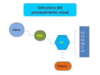 Percepcion visual | PPTX