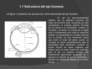 1.1 Estructura del ojo humano.

La figura 1 presenta una sección por corte transversal del ojo humano.
                                                   El ojo es aproximadamente
                                        esférico con un diámetro promedio del
                                        orden de 20 [mm]. Está encerrado por tres
                                        membranas: la cubierta exterior formada
                                        por la córnea y la esclerótida (sclera), la
                                        coroides, y la retina. La córnea es un tejido
                                        duro y transparente que cubre la superficie
                                        anterior. La esclerótida es un tejido continuo
                                        con la córnea; es una membrana opaca
                                        que cubre el resto del globo ocular. La
                                        coroides se ubica inmediatamente bajo la
                                        esclerótida Esta membrana contiene un
                                        tupido circuito de vasos capilares que
                                        actúan como la mayor fuente de nutrientes
                                        para el ojo. La cubierta coroidal está
                                        fuertemente pigmentada ayudando así a
                                        prevenir la entrada de luz no controlada y
                                        también las reflexiones difusas en el interior
                                        del ojo
 