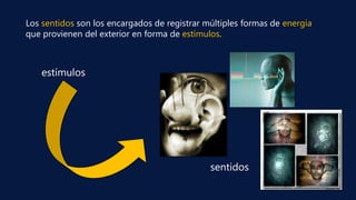 estímulos
sentidos
Los sentidos son los encargados de registrar múltiples formas de energía
que provienen del exterior en forma de estímulos.
 