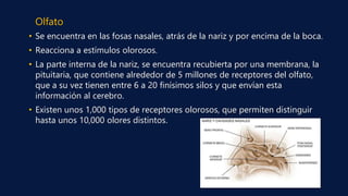 Olfato
• Se encuentra en las fosas nasales, atrás de la nariz y por encima de la boca.
• Reacciona a estímulos olorosos.
• La parte interna de la nariz, se encuentra recubierta por una membrana, la
pituitaria, que contiene alrededor de 5 millones de receptores del olfato,
que a su vez tienen entre 6 a 20 finísimos silos y que envían esta
información al cerebro.
• Existen unos 1,000 tipos de receptores olorosos, que permiten distinguir
hasta unos 10,000 olores distintos.
 
