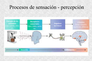 Procesos de sensación - percepción
Energía de los
estímulos
Luz, sonido, olor,
etc.
Receptores
sensoriales
Ojos, oídos, nariz,
etc.
Impulsos
nerviosos
Cerebro
Áreas visuales,
auditivas, olfativas
Sensación Percepción
 