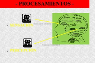 - PROCESAMIENTOS -
● SENSACIÓN
● PERCEPCIÓN
PROCESAMIENTO ASCENDENTE
PROCESAMIENTO DESCENDENTE
 