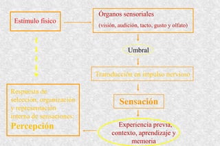 Órganos sensoriales
(visión, audición, tacto, gusto y olfato)
Estímulo fisico
Transducción en impulso nervioso
Respuesta de
selección, organización
y representación
interna de sensaciones:
Percepción
Umbral
Experiencia previa,
contexto, aprendizaje y
memoria
Sensación
 