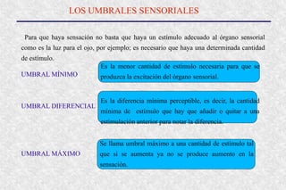 LOS UMBRALES SENSORIALES
Para que haya sensación no basta que haya un estímulo adecuado al órgano sensorial
como es la luz para el ojo, por ejemplo; es necesario que haya una determinada cantidad
de estímulo.
UMBRAL MÍNIMO
UMBRAL DIFERENCIAL
UMBRAL MÁXIMO
Es la menor cantidad de estímulo necesaria para que se
produzca la excitación del órgano sensorial.
Es la diferencia mínima perceptible, es decir, la cantidad
mínima de estímulo que hay que añadir o quitar a una
estimulación anterior para notar la diferencia.
Se llama umbral máximo a una cantidad de estímulo tal
que si se aumenta ya no se produce aumento en la
sensación.
 