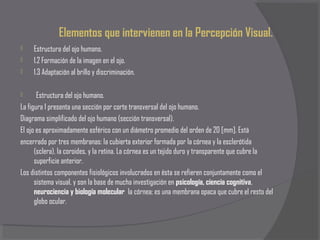 Elementos que intervienen en la Percepción Visual.
    Estructura del ojo humano.
    1.2 Formación de la imagen en el ojo.
    1.3 Adaptación al brillo y discriminación.

      Estructura del ojo humano.
La figura 1 presenta una sección por corte transversal del ojo humano.
Diagrama simplificado del ojo humano (sección transversal).
El ojo es aproximadamente esférico con un diámetro promedio del orden de 20 [mm]. Está
encerrado por tres membranas: la cubierta exterior formada por la córnea y la esclerótida
      (sclera), la coroides, y la retina. La córnea es un tejido duro y transparente que cubre la
      superficie anterior.
Los distintos componentes fisiológicos involucrados en ésta se refieren conjuntamente como el
      sistema visual, y son la base de mucha investigación en psicología, ciencia cognitiva,
      neurociencia y biología molecular la córnea; es una membrana opaca que cubre el resto del
      globo ocular.
 