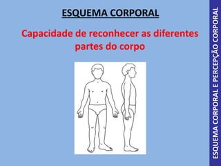ESQUEMA CORPORAL
Capacidade de reconhecer as diferentes
partes do corpo
ESQUEMACORPORALEPERCEPÇÃOCORPORAL