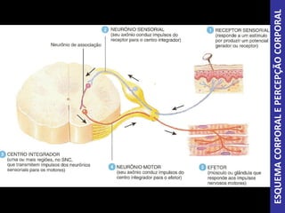 ESQUEMACORPORALEPERCEPÇÃOCORPORAL
