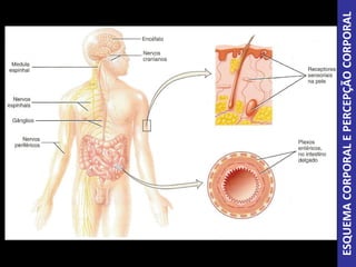 ESQUEMACORPORALEPERCEPÇÃOCORPORAL