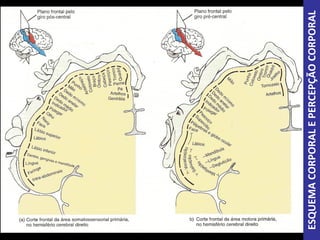 ESQUEMACORPORALEPERCEPÇÃOCORPORAL