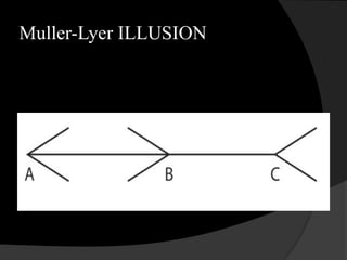 Muller-Lyer ILLUSION
 