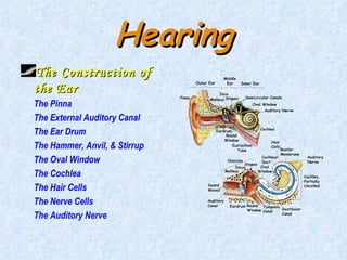 Hearing <ul><li>The Construction of the Ear </li></ul><ul><li>The Pinna </li></ul><ul><li>The External Auditory Canal </li...