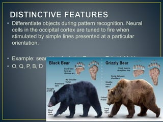 • Differentiate objects during pattern recognition. Neural
cells in the occipital cortex are tuned to fire when
stimulated by simple lines presented at a particular
orientation.
• Example: searching for letter Z among T, L, K, M, V or
• O, Q, P, B, D
 