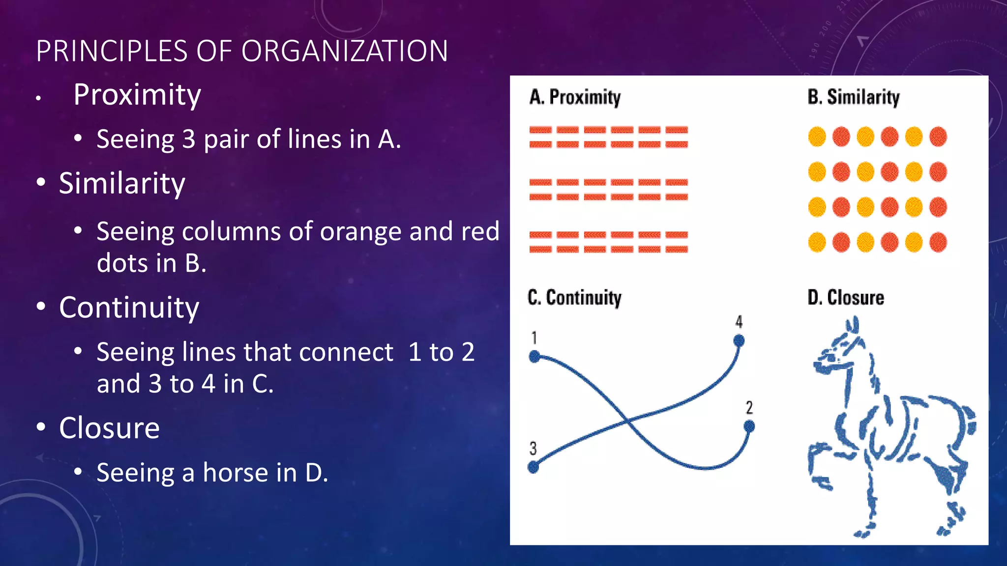 PRINCIPLES OF ORGANIZATION
• Proximity
• Seeing 3 pair of lines in A.
• Similarity
• Seeing columns of orange and red
dots in B.
• Continuity
• Seeing lines that connect 1 to 2
and 3 to 4 in C.
• Closure
• Seeing a horse in D.
 
