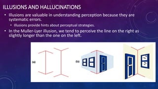ILLUSIONS AND HALLUCINATIONS
• Illusions are valuable in understanding perception because they are
systematic errors.
• Illusions provide hints about perceptual strategies.
• In the Muller-Lyer illusion, we tend to perceive the line on the right as
slightly longer than the one on the left.
 