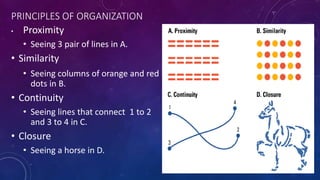 PRINCIPLES OF ORGANIZATION
• Proximity
• Seeing 3 pair of lines in A.
• Similarity
• Seeing columns of orange and red
dots in B.
• Continuity
• Seeing lines that connect 1 to 2
and 3 to 4 in C.
• Closure
• Seeing a horse in D.
 
