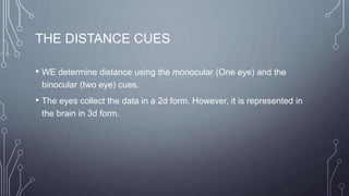 THE DISTANCE CUES
• WE determine distance using the monocular (One eye) and the
binocular (two eye) cues.
• The eyes collect the data in a 2d form. However, it is represented in
the brain in 3d form.
 