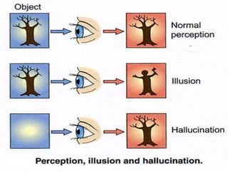 Unit 3 Cognitive Process / Perception | PDF