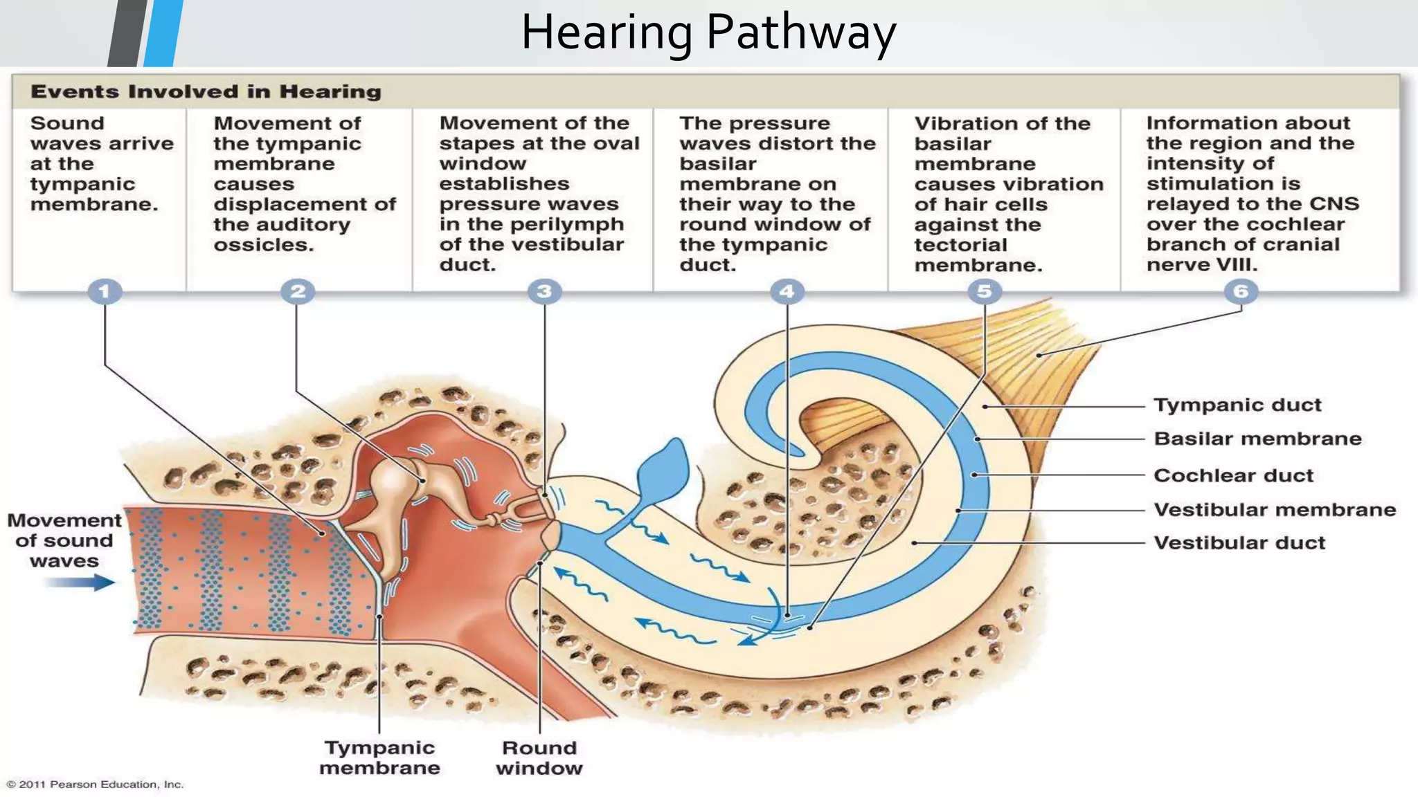 Hearing Pathway
 