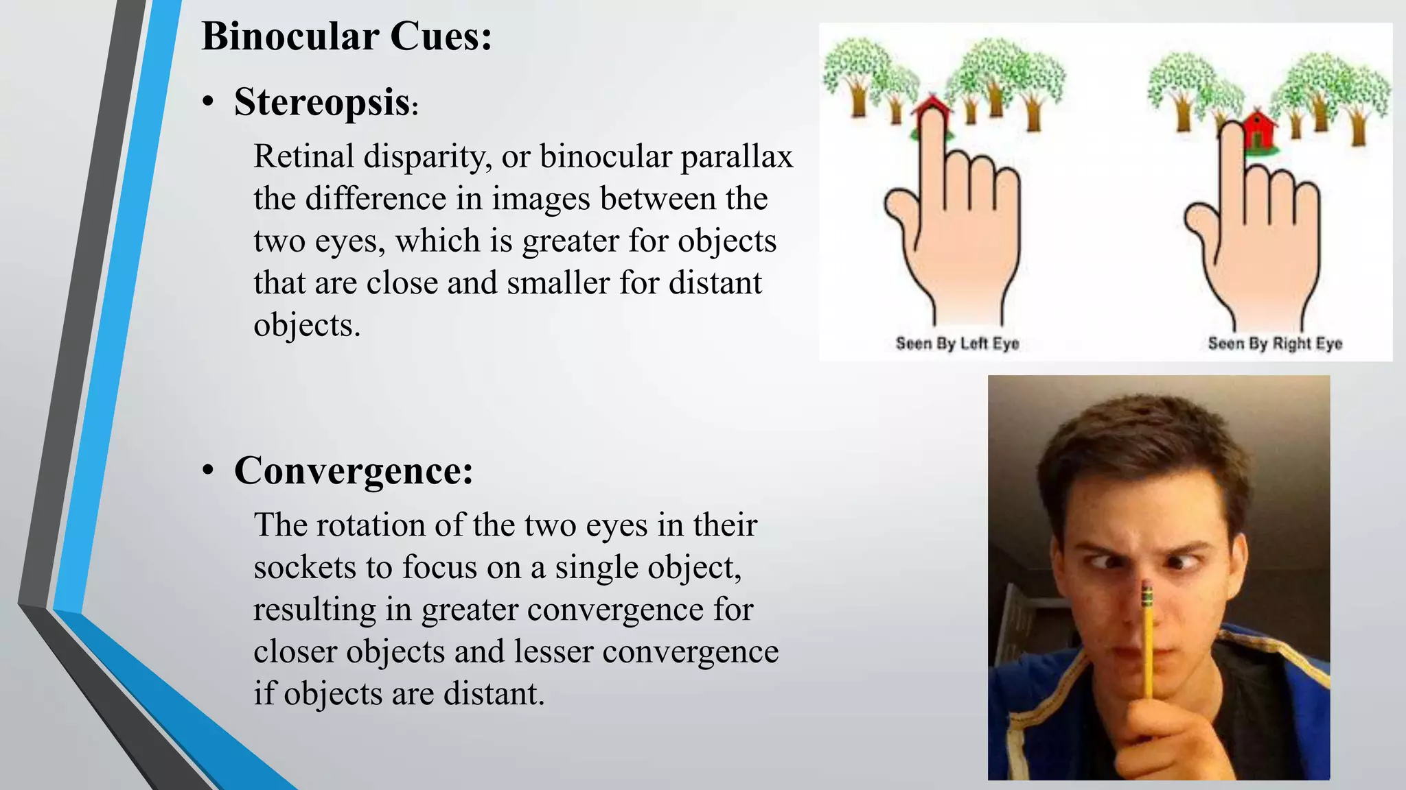 Binocular Cues:
• Stereopsis:
Retinal disparity, or binocular parallax
the difference in images between the
two eyes, which is greater for objects
that are close and smaller for distant
objects.
• Convergence:
The rotation of the two eyes in their
sockets to focus on a single object,
resulting in greater convergence for
closer objects and lesser convergence
if objects are distant.
 