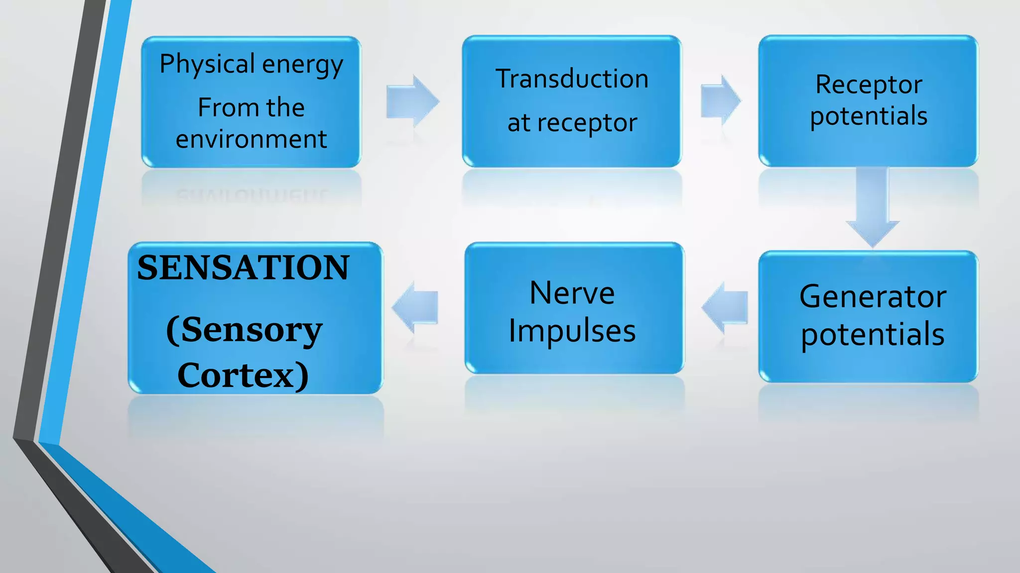 Physical energy
From the
environment
Transduction
at receptor
Receptor
potentials
Generator
potentials
Nerve
Impulses
SENSATION
(Sensory
Cortex)
 