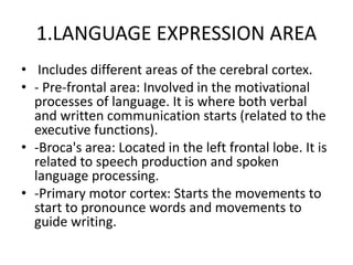 1.LANGUAGE EXPRESSION AREA
• Includes different areas of the cerebral cortex.
• - Pre-frontal area: Involved in the motivational
processes of language. It is where both verbal
and written communication starts (related to the
executive functions).
• -Broca's area: Located in the left frontal lobe. It is
related to speech production and spoken
language processing.
• -Primary motor cortex: Starts the movements to
start to pronounce words and movements to
guide writing.
 