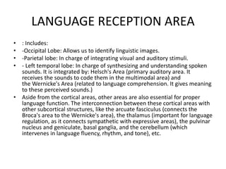 LANGUAGE RECEPTION AREA
• : Includes:
• -Occipital Lobe: Allows us to identify linguistic images.
• -Parietal lobe: In charge of integrating visual and auditory stimuli.
• - Left temporal lobe: In charge of synthesizing and understanding spoken
sounds. It is integrated by: Helsch's Area (primary auditory area. It
receives the sounds to code them in the multimodal area) and
the Wernicke's Area (related to language comprehension. It gives meaning
to these perceived sounds.)
• Aside from the cortical areas, other areas are also essential for proper
language function. The interconnection between these cortical areas with
other subcortical structures, like the arcuate fasciculus (connects the
Broca's area to the Wernicke's area), the thalamus (important for language
regulation, as it connects sympathetic with expressive areas), the pulvinar
nucleus and geniculate, basal ganglia, and the cerebellum (which
intervenes in language fluency, rhythm, and tone), etc.
 
