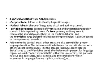 • 2-LANGUAGE RECEPTION AREA: Includes:
• -Occipital Lobe: Allows us to identify linguistic images.
• -Parietal lobe: In charge of integrating visual and auditory stimuli.
• - Left temporal lobe: In charge of synthesizing and understanding spoken
sounds. It is integrated by: Helsch's Area (primary auditory area. It
receives the sounds to code them in the multimodal area) and
the Wernicke's Area (related to language comprehension. It gives meaning
to these perceived sounds.)
• Aside from the cortical areas, other areas are also essential for proper
language function. The interconnection between these cortical areas with
other subcortical structures, like the arcuate fasciculus (connects the
Broca's area to the Wernicke's area), the thalamus (important for language
regulation, as it connects sympathetic with expressive areas), the pulvinar
nucleus and geniculate, basal ganglia, and the cerebellum (which
intervenes in language fluency, rhythm, and tone), etc.
 