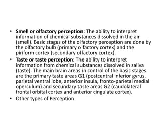 • Smell or olfactory perception: The ability to interpret
information of chemical substances dissolved in the air
(smell). Basic stages of the olfactory perception are done by
the olfactory bulb (primary olfactory cortex) and the
piriform cortex (secondary olfactory cortex).
• Taste or taste perception: The ability to interpret
information from chemical substances dissolved in saliva
(taste). The main brain areas in control of the basic stages
are the primary taste areas G1 (postcentral inferior gyrus,
parietal ventral lobe, anterior insula, fronto-parietal medial
operculum) and secundary taste areas G2 (caudolateral
frontal orbital cortex and anterior cingulate cortex).
• Other types of Perception
 