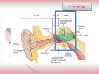 **The Inner ear
 