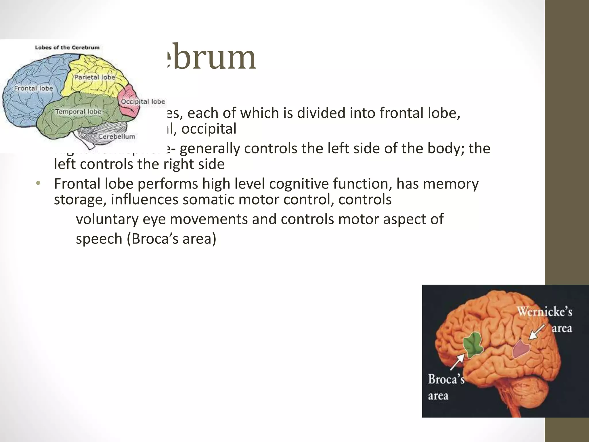 The Cerebrum
• Has 2 hemispheres, each of which is divided into frontal lobe,
temporal, parietal, occipital
• Right hemisphere- generally controls the left side of the body; the
left controls the right side
• Frontal lobe performs high level cognitive function, has memory
storage, influences somatic motor control, controls
voluntary eye movements and controls motor aspect of
speech (Broca’s area)
 