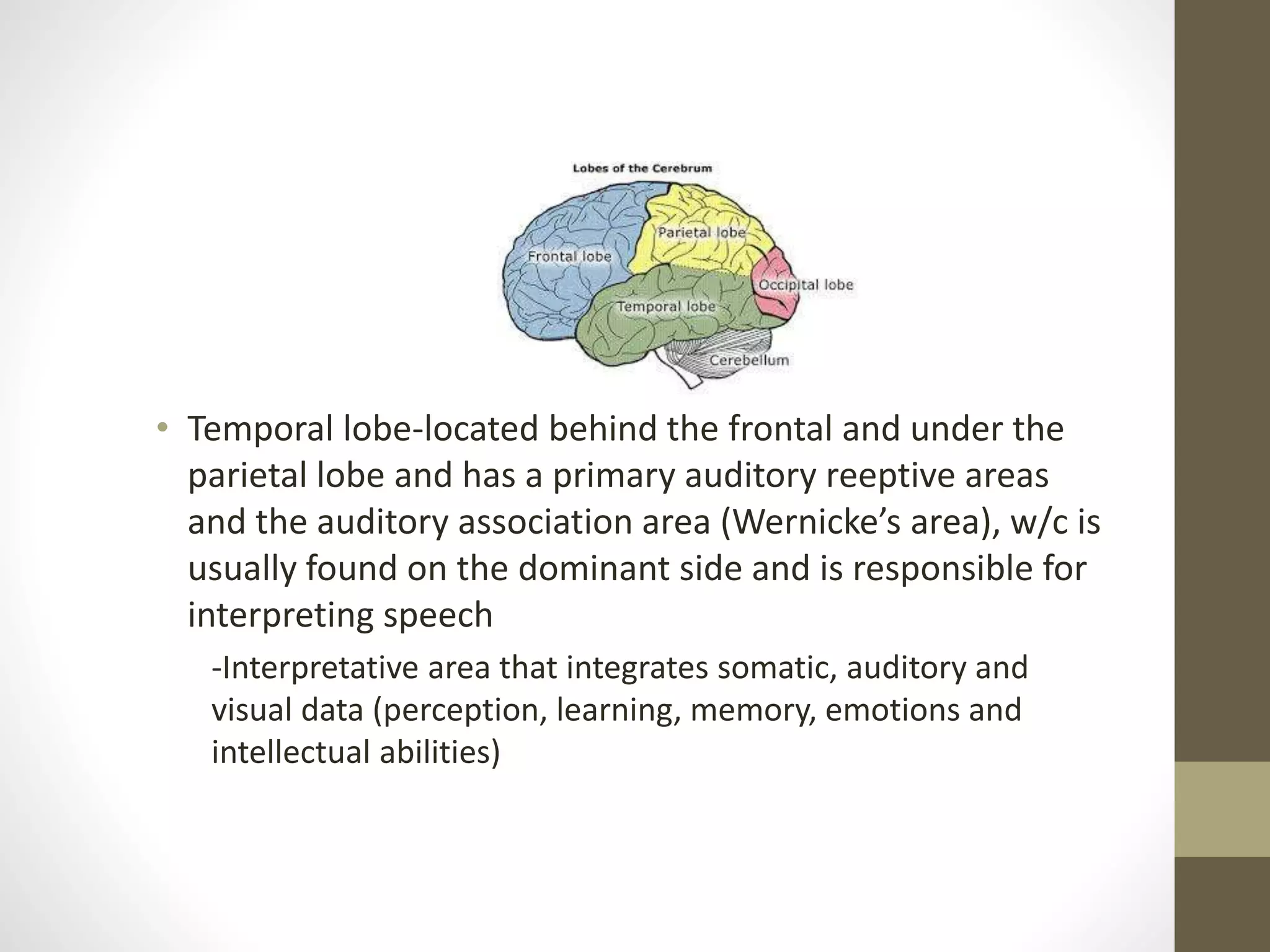 • Temporal lobe-located behind the frontal and under the
parietal lobe and has a primary auditory reeptive areas
and the auditory association area (Wernicke’s area), w/c is
usually found on the dominant side and is responsible for
interpreting speech
-Interpretative area that integrates somatic, auditory and
visual data (perception, learning, memory, emotions and
intellectual abilities)
 