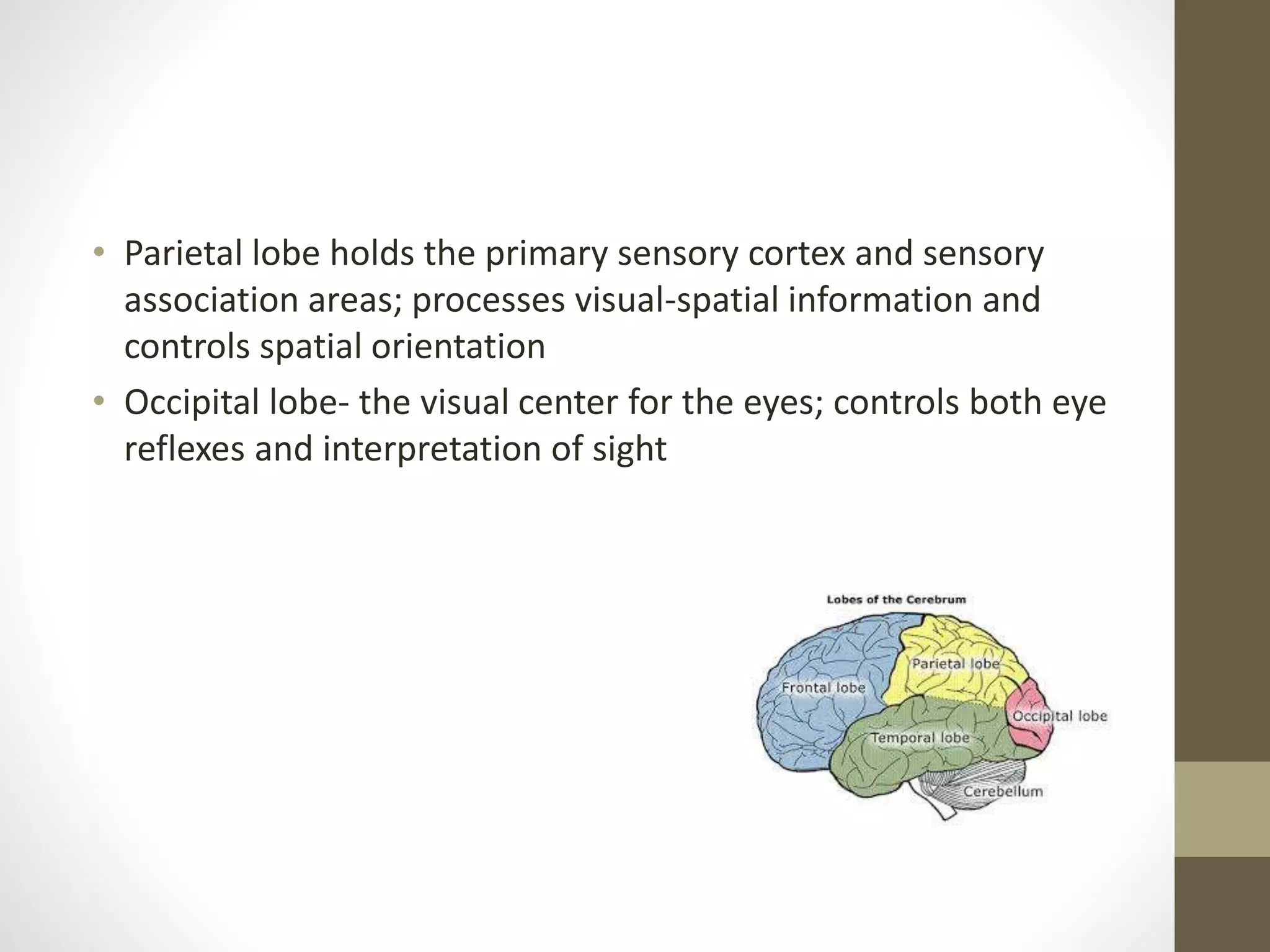 • Parietal lobe holds the primary sensory cortex and sensory
association areas; processes visual-spatial information and
controls spatial orientation
• Occipital lobe- the visual center for the eyes; controls both eye
reflexes and interpretation of sight
 