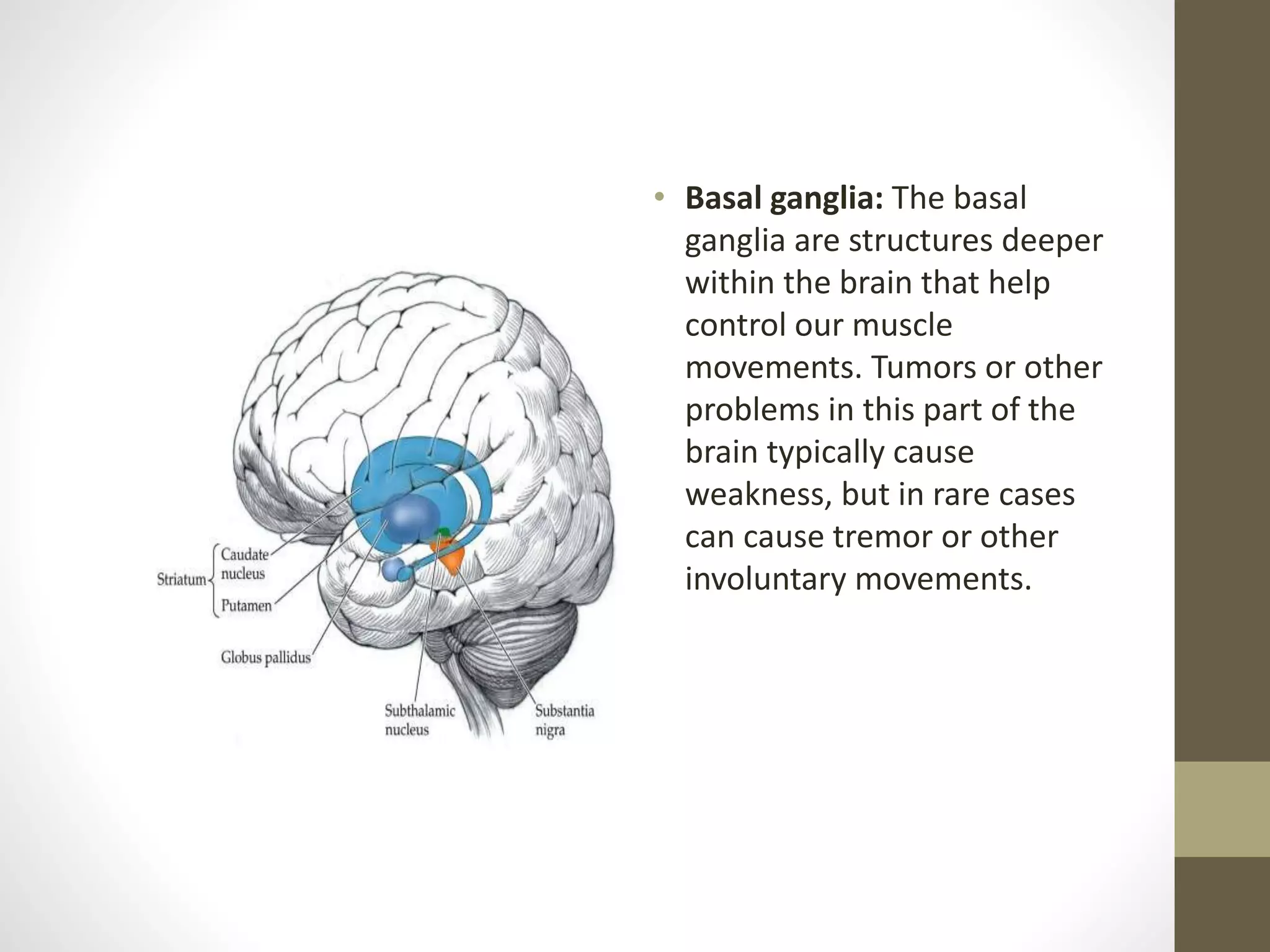 • Basal ganglia: The basal
ganglia are structures deeper
within the brain that help
control our muscle
movements. Tumors or other
problems in this part of the
brain typically cause
weakness, but in rare cases
can cause tremor or other
involuntary movements.
 