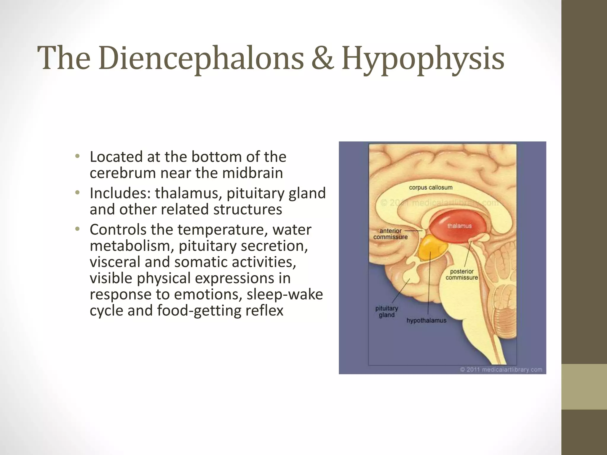 The Diencephalons & Hypophysis
• Located at the bottom of the
cerebrum near the midbrain
• Includes: thalamus, pituitary gland
and other related structures
• Controls the temperature, water
metabolism, pituitary secretion,
visceral and somatic activities,
visible physical expressions in
response to emotions, sleep-wake
cycle and food-getting reflex
 