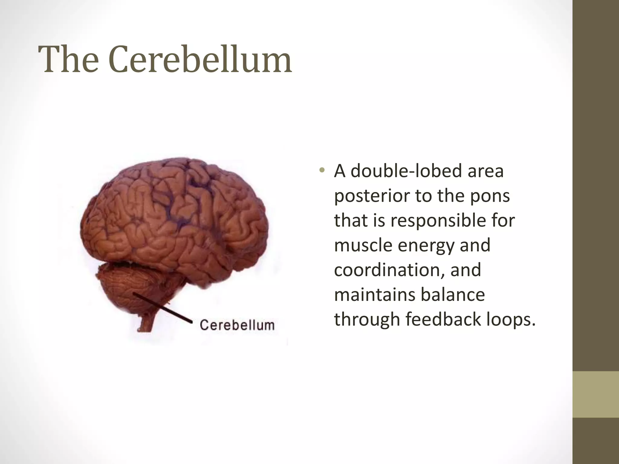 The Cerebellum
• A double-lobed area
posterior to the pons
that is responsible for
muscle energy and
coordination, and
maintains balance
through feedback loops.
 