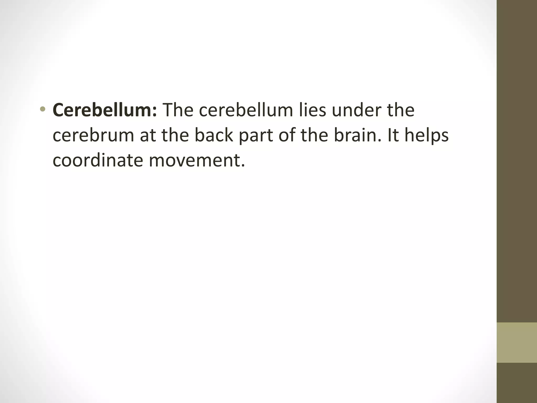 • Cerebellum: The cerebellum lies under the
cerebrum at the back part of the brain. It helps
coordinate movement.
 