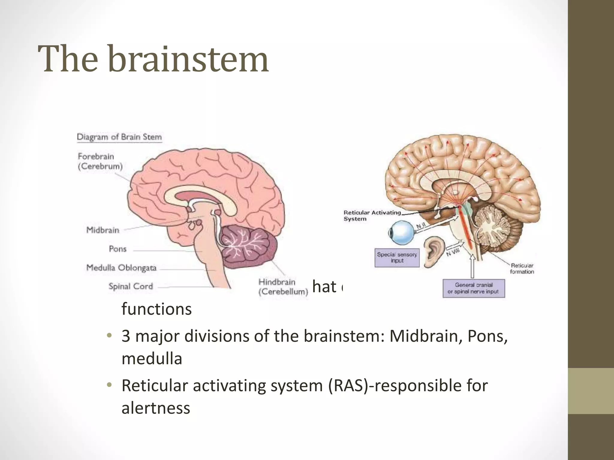The brainstem
• Is an integration system that controls basic
functions
• 3 major divisions of the brainstem: Midbrain, Pons,
medulla
• Reticular activating system (RAS)-responsible for
alertness
 