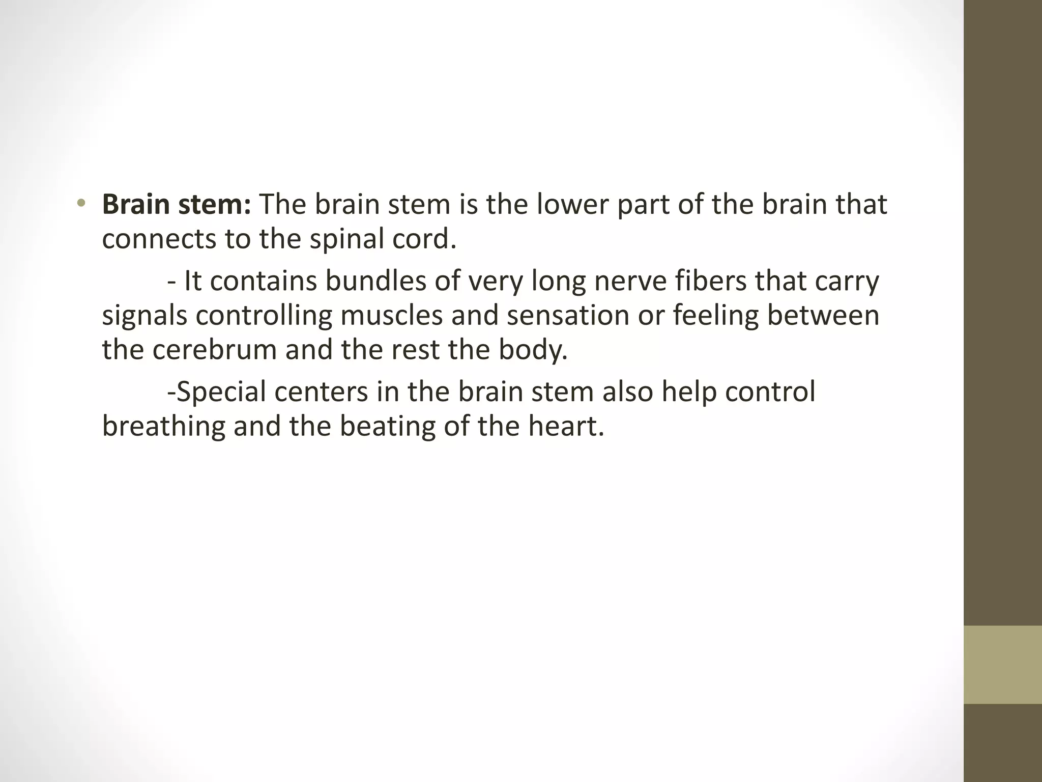 • Brain stem: The brain stem is the lower part of the brain that
connects to the spinal cord.
- It contains bundles of very long nerve fibers that carry
signals controlling muscles and sensation or feeling between
the cerebrum and the rest the body.
-Special centers in the brain stem also help control
breathing and the beating of the heart.
 