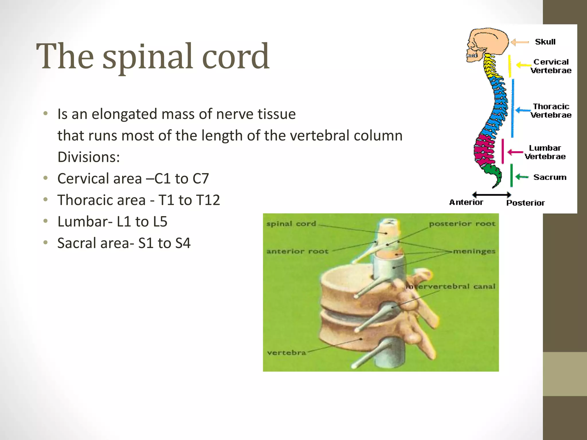The spinal cord
• Is an elongated mass of nerve tissue
that runs most of the length of the vertebral column
Divisions:
• Cervical area –C1 to C7
• Thoracic area - T1 to T12
• Lumbar- L1 to L5
• Sacral area- S1 to S4
 