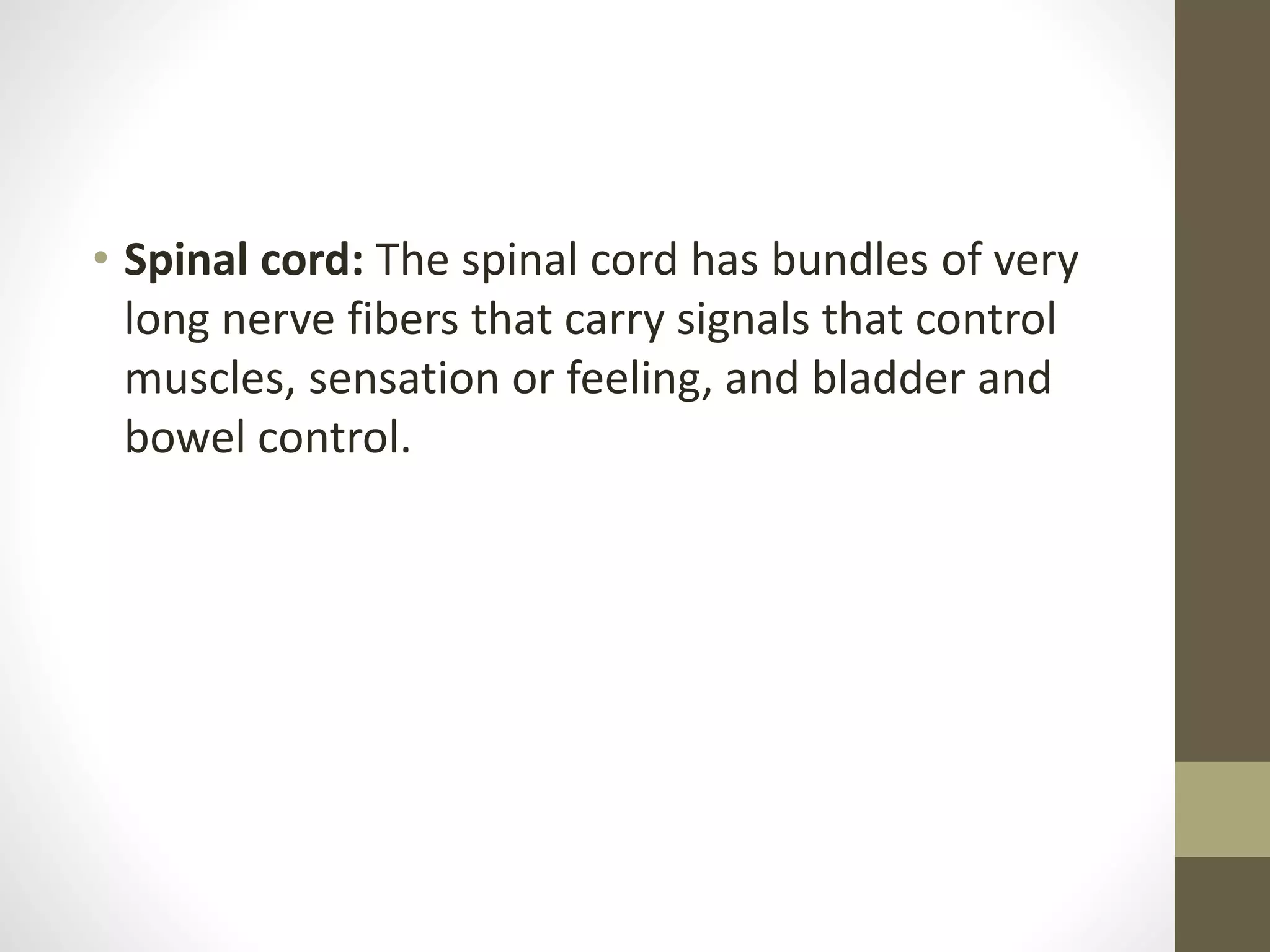 • Spinal cord: The spinal cord has bundles of very
long nerve fibers that carry signals that control
muscles, sensation or feeling, and bladder and
bowel control.
 