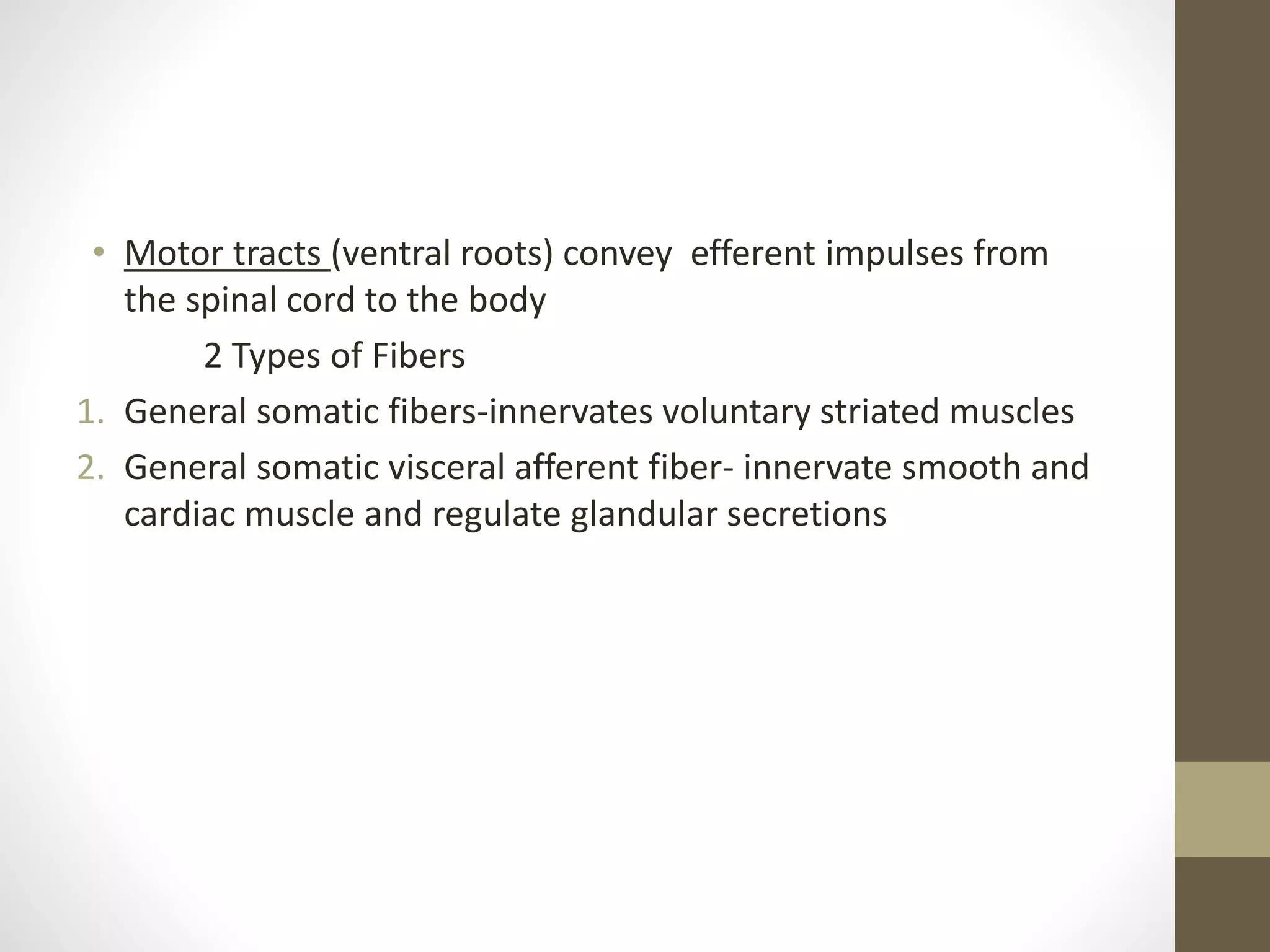 • Motor tracts (ventral roots) convey efferent impulses from
the spinal cord to the body
2 Types of Fibers
1. General somatic fibers-innervates voluntary striated muscles
2. General somatic visceral afferent fiber- innervate smooth and
cardiac muscle and regulate glandular secretions
 