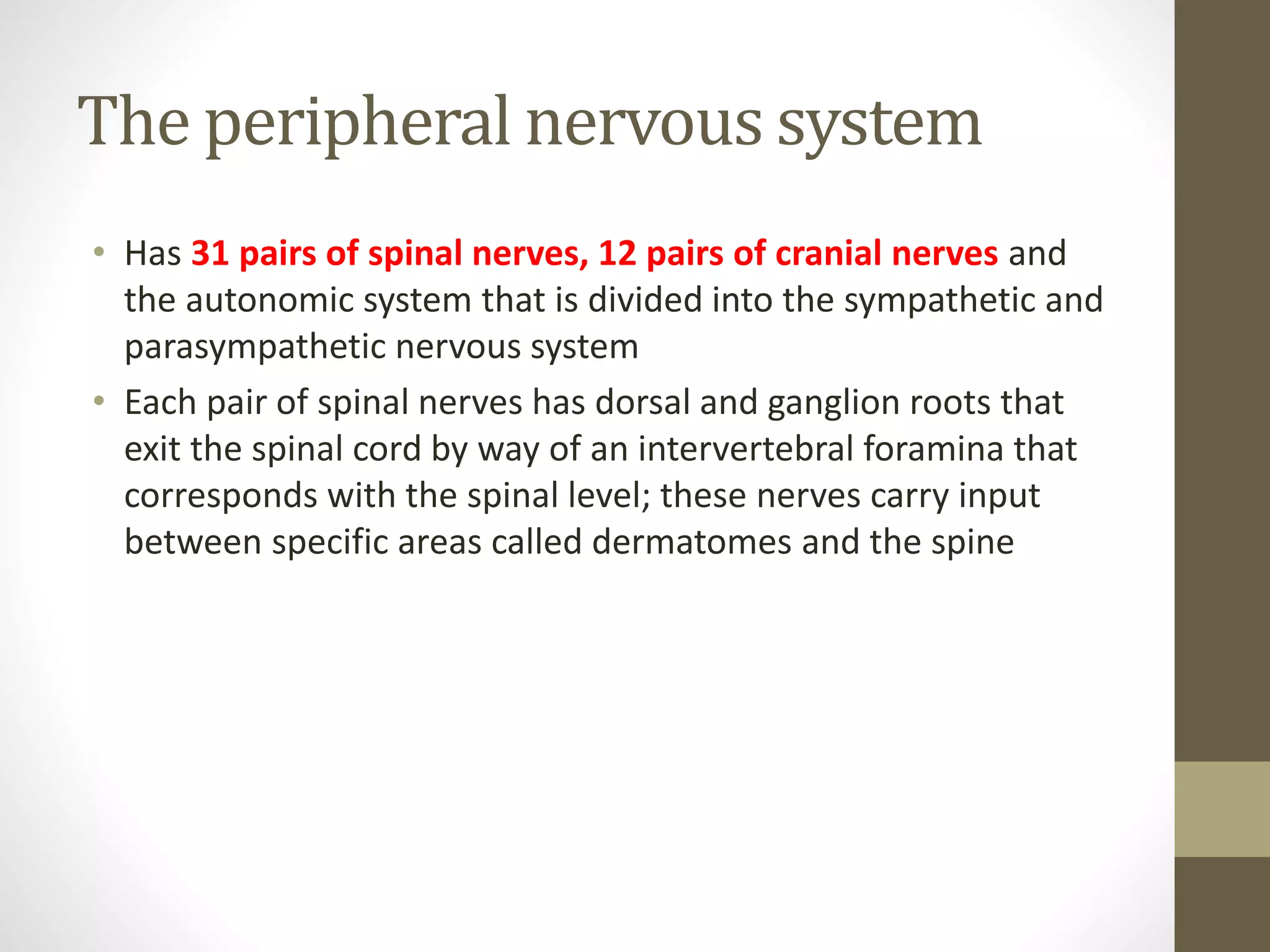The peripheral nervous system
• Has 31 pairs of spinal nerves, 12 pairs of cranial nerves and
the autonomic system that is divided into the sympathetic and
parasympathetic nervous system
• Each pair of spinal nerves has dorsal and ganglion roots that
exit the spinal cord by way of an intervertebral foramina that
corresponds with the spinal level; these nerves carry input
between specific areas called dermatomes and the spine
 
