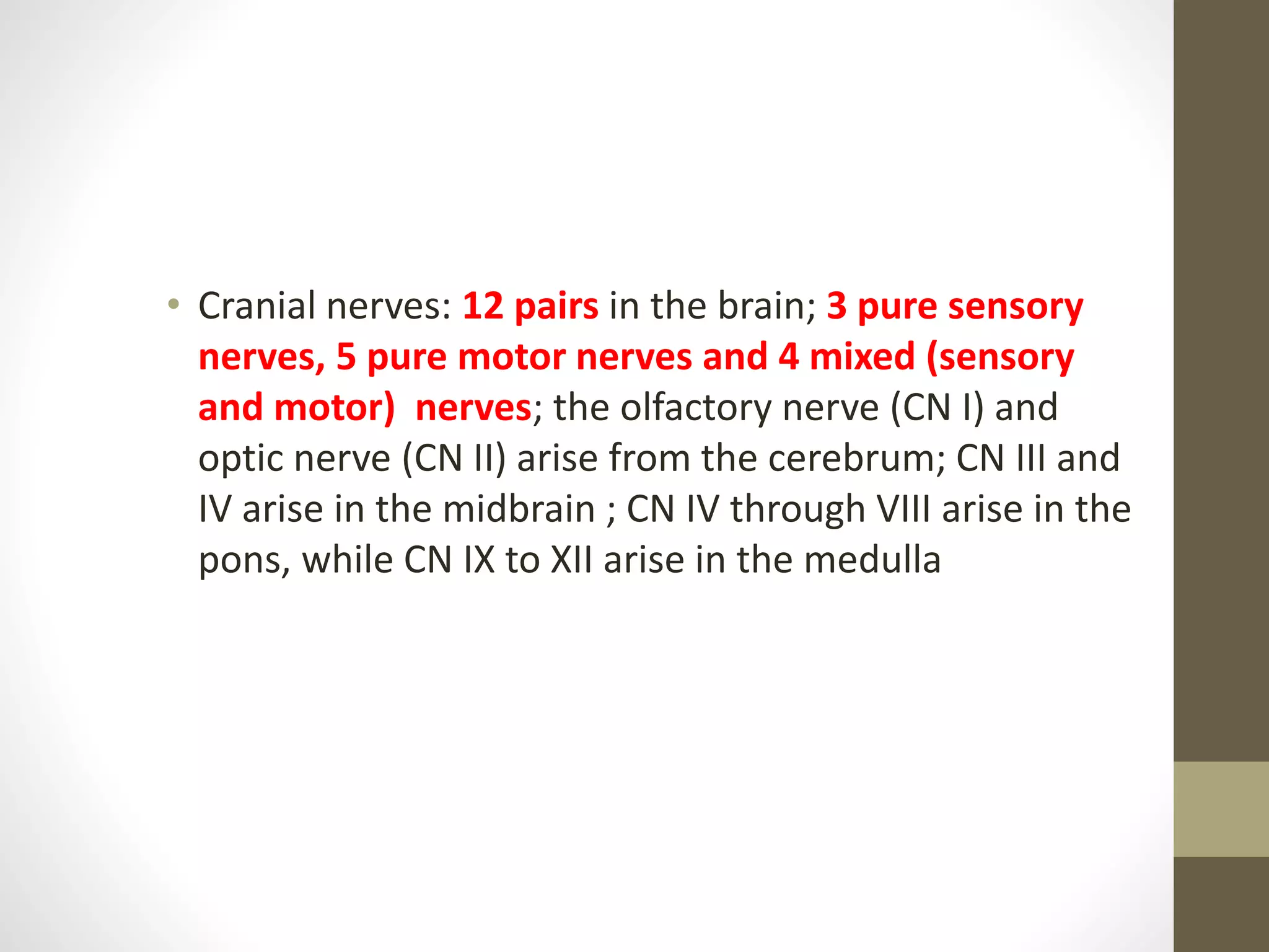 • Cranial nerves: 12 pairs in the brain; 3 pure sensory
nerves, 5 pure motor nerves and 4 mixed (sensory
and motor) nerves; the olfactory nerve (CN I) and
optic nerve (CN II) arise from the cerebrum; CN III and
IV arise in the midbrain ; CN IV through VIII arise in the
pons, while CN IX to XII arise in the medulla
 