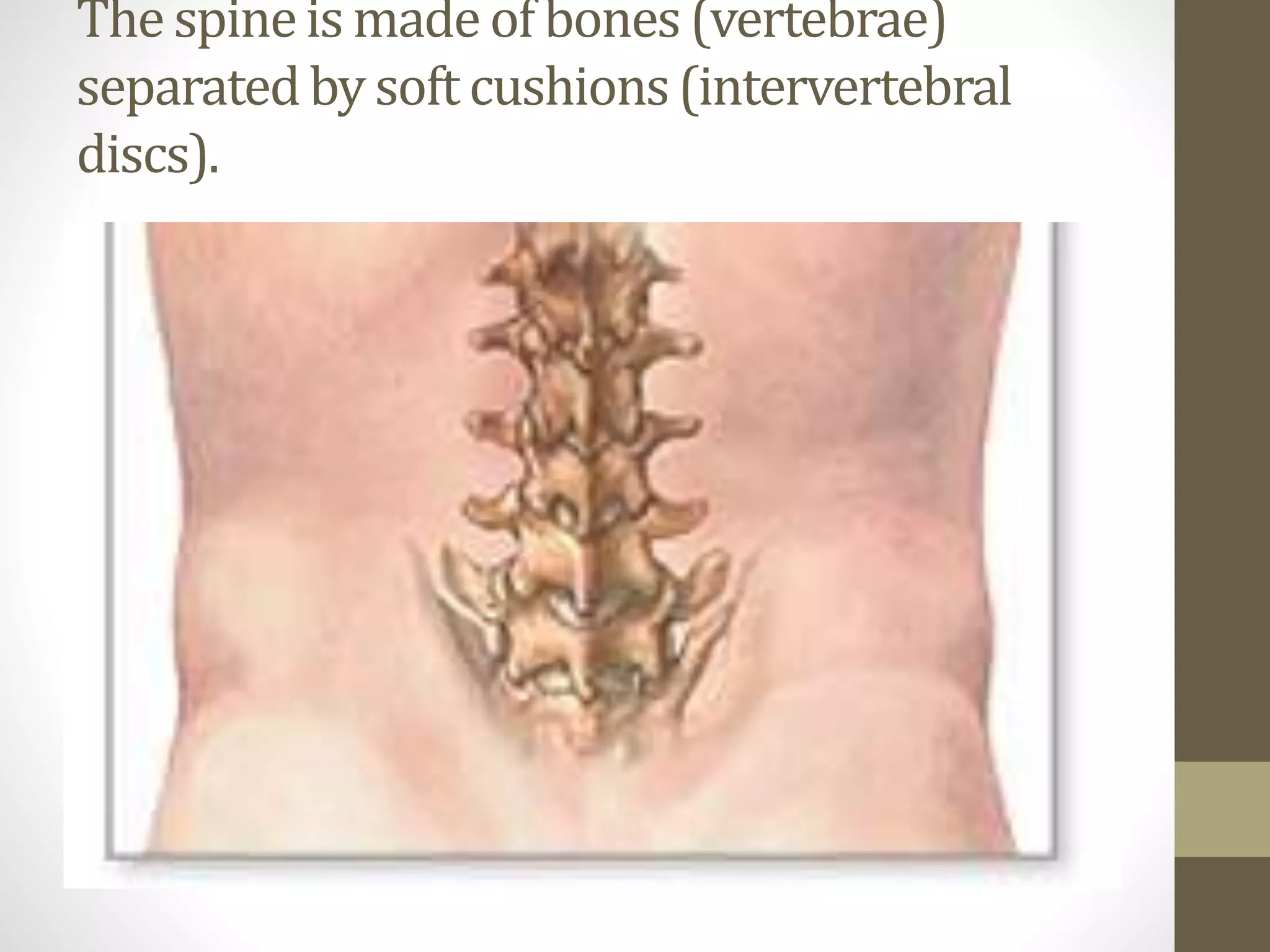 The spineis made of bones(vertebrae)
separatedby soft cushions(intervertebral
discs).
 