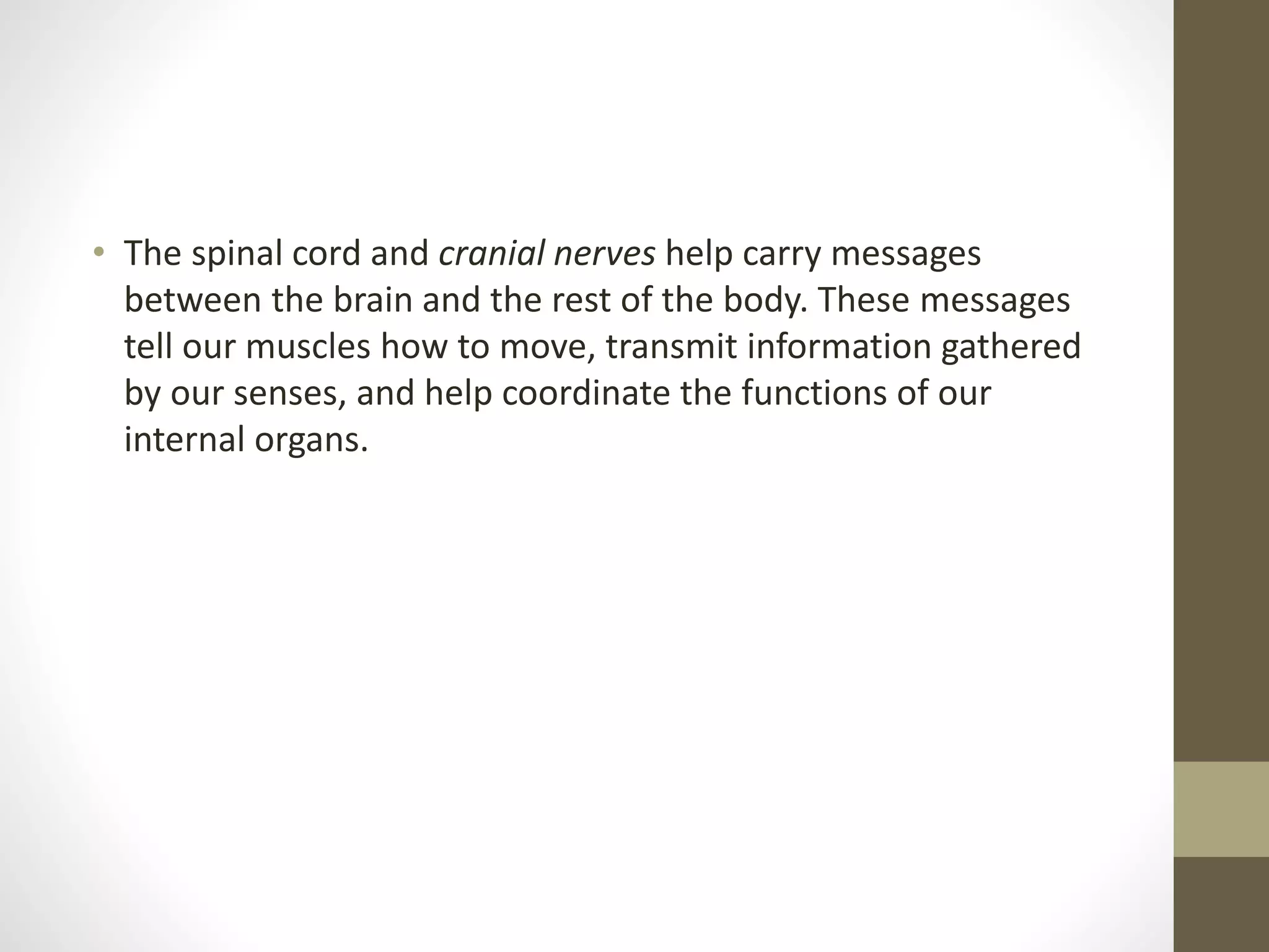 • The spinal cord and cranial nerves help carry messages
between the brain and the rest of the body. These messages
tell our muscles how to move, transmit information gathered
by our senses, and help coordinate the functions of our
internal organs.
 