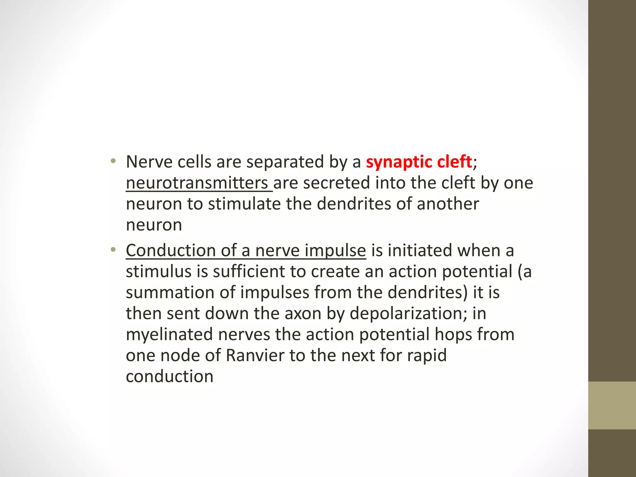 • Nerve cells are separated by a synaptic cleft;
neurotransmitters are secreted into the cleft by one
neuron to stimulate the dendrites of another
neuron
• Conduction of a nerve impulse is initiated when a
stimulus is sufficient to create an action potential (a
summation of impulses from the dendrites) it is
then sent down the axon by depolarization; in
myelinated nerves the action potential hops from
one node of Ranvier to the next for rapid
conduction
 