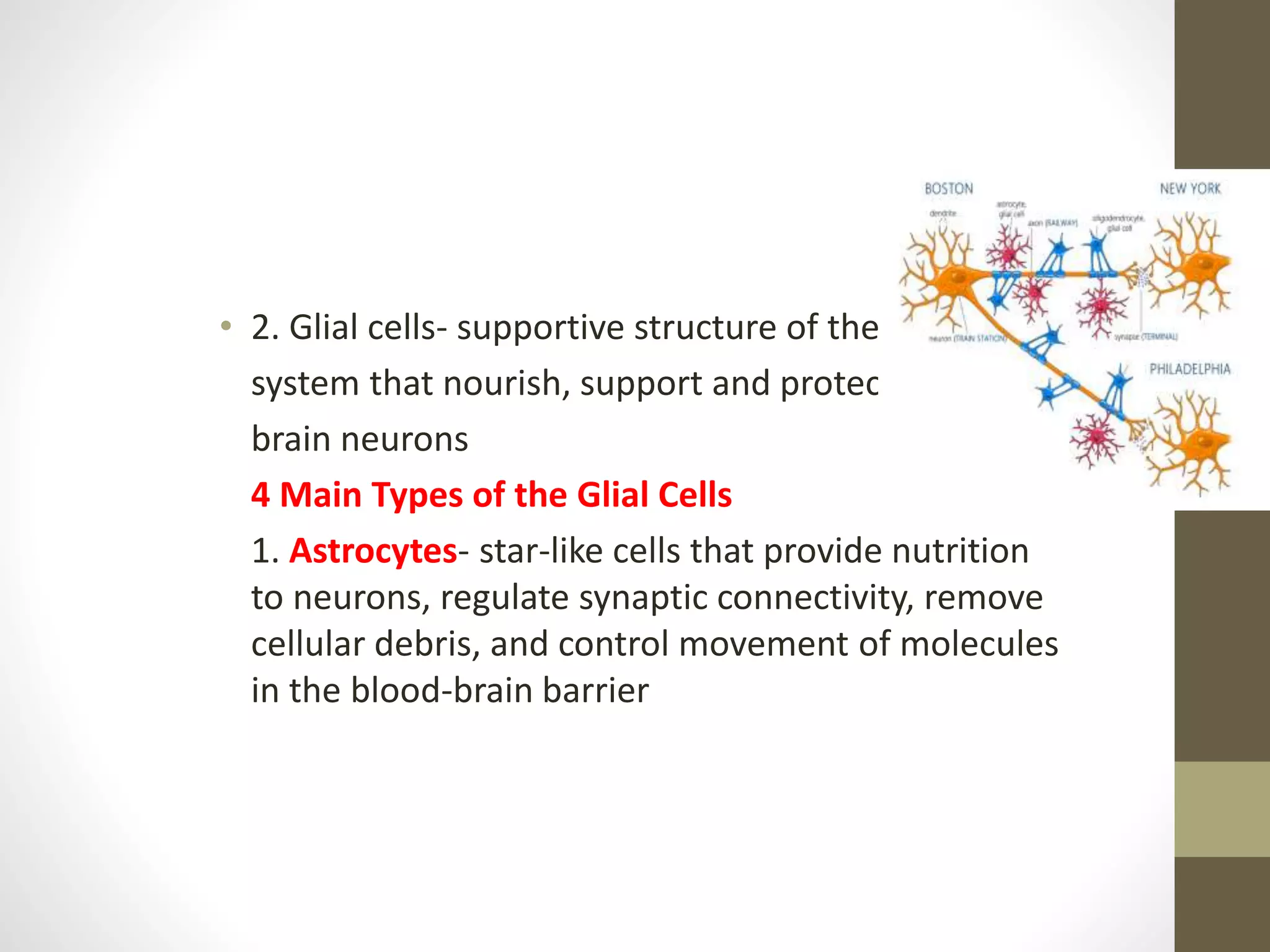 • 2. Glial cells- supportive structure of the nervous
system that nourish, support and protect the
brain neurons
4 Main Types of the Glial Cells
1. Astrocytes- star-like cells that provide nutrition
to neurons, regulate synaptic connectivity, remove
cellular debris, and control movement of molecules
in the blood-brain barrier
 