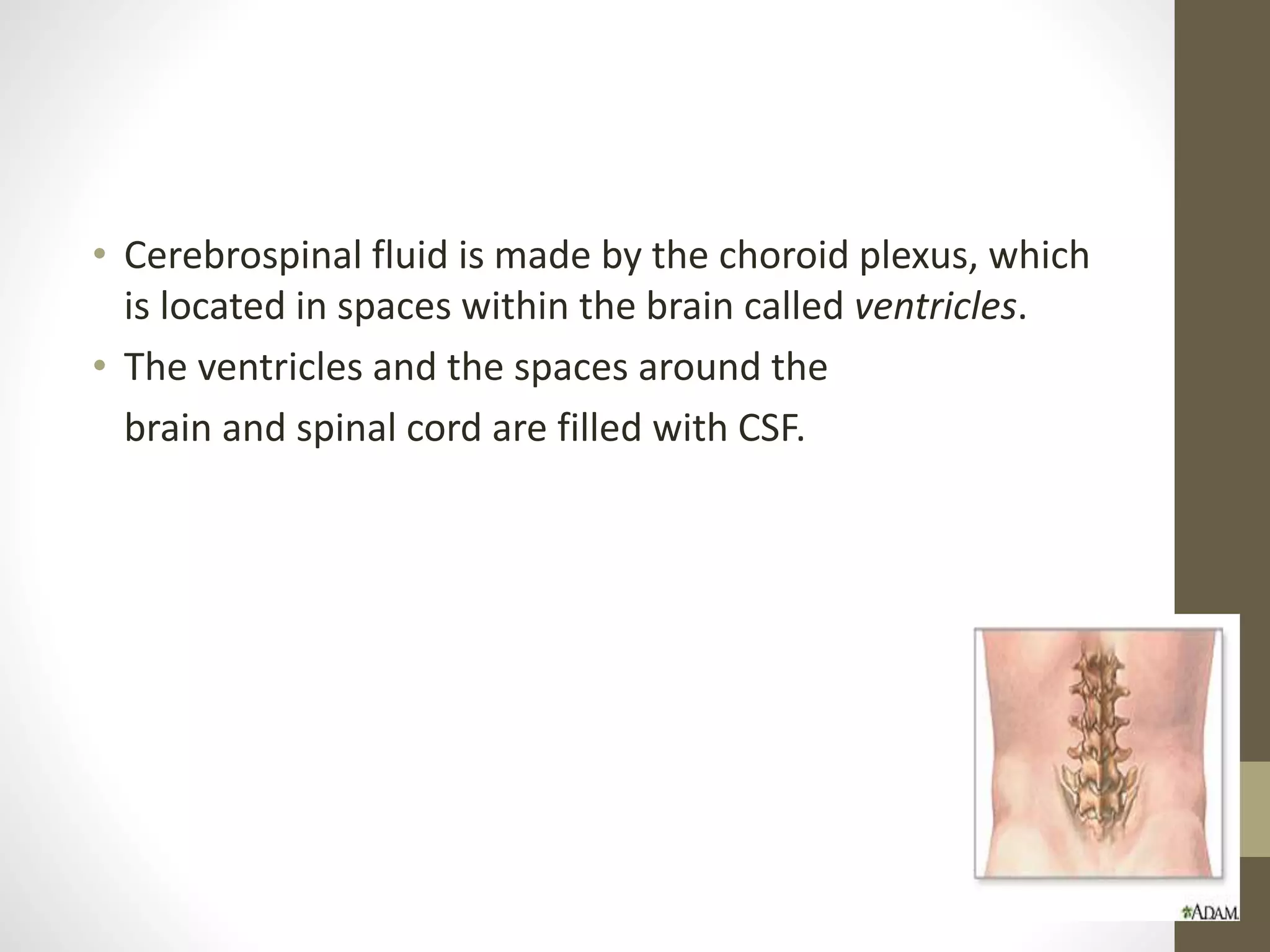 • Cerebrospinal fluid is made by the choroid plexus, which
is located in spaces within the brain called ventricles.
• The ventricles and the spaces around the
brain and spinal cord are filled with CSF.
 