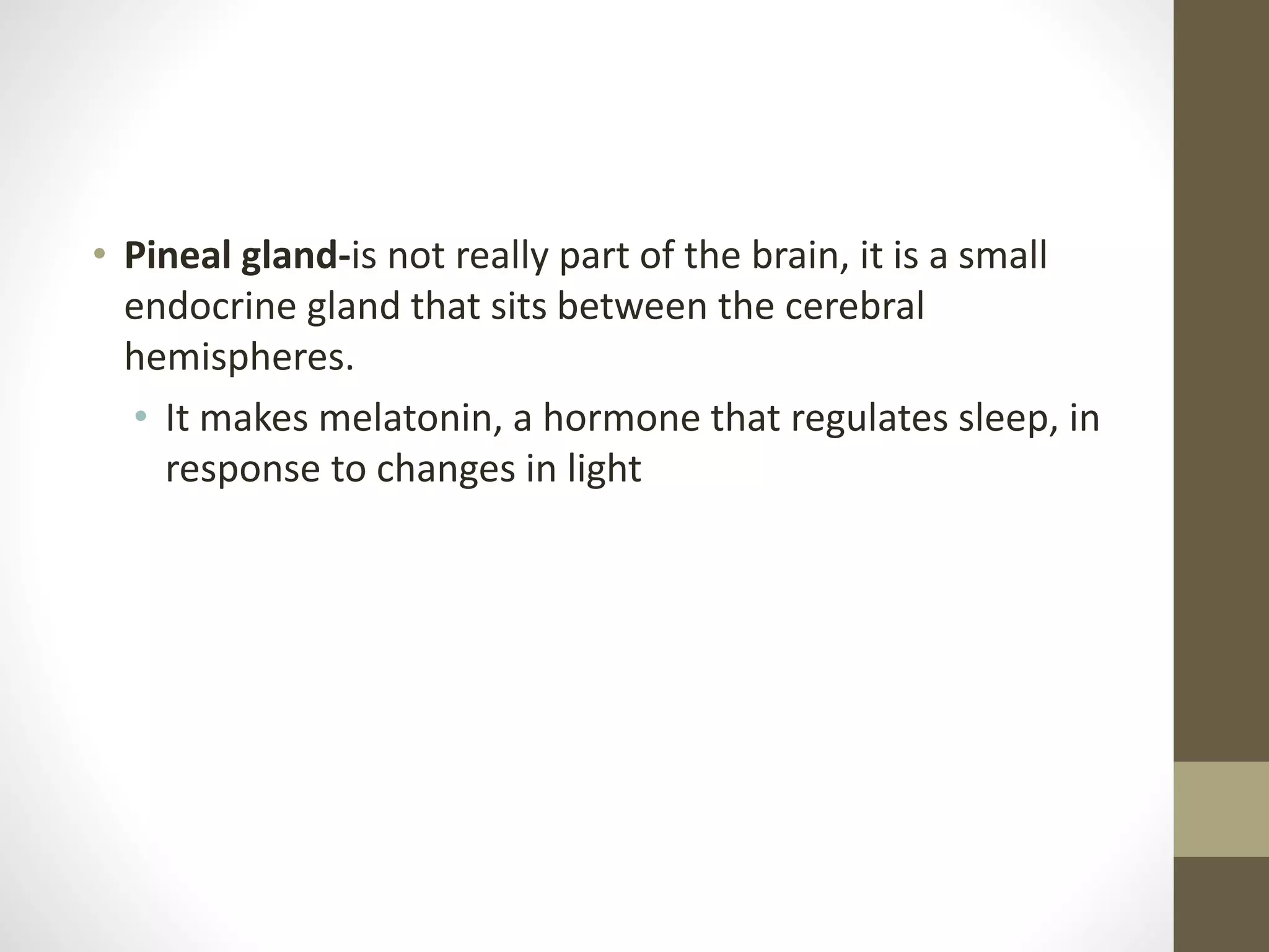 • Pineal gland-is not really part of the brain, it is a small
endocrine gland that sits between the cerebral
hemispheres.
• It makes melatonin, a hormone that regulates sleep, in
response to changes in light
 